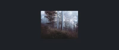 The Media component displaying a loaded photograph of a misty forest inside its frame on a dark surface